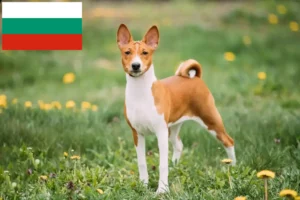 Scopri di più sull'articolo Allevatori di Basenji e cuccioli in Bulgaria