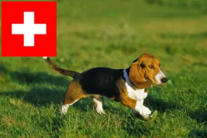 Scopri di più sull'articolo Allevatori di Basset Artésien Normand e cuccioli in Svizzera
