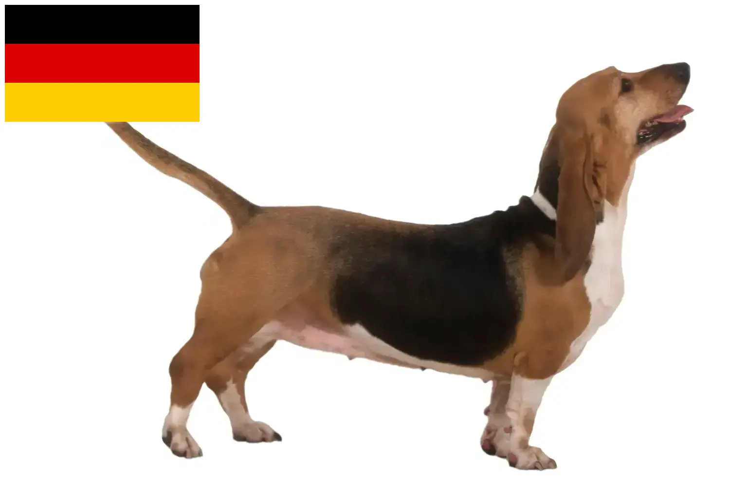 Scopri di più sull'articolo Allevatori di Basset Artésien Normand e cuccioli in Germania