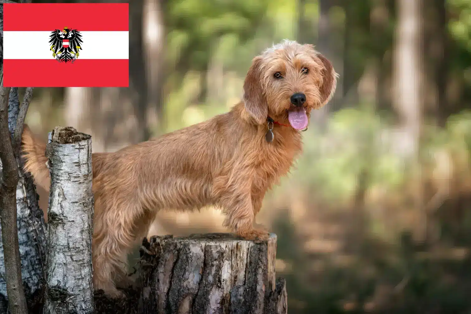 Cuccioli di Basset fauve de Bretagne e allevatori Austria Qui potete trovare gli allevatori di Basset fauve de Bretagne in Austria.