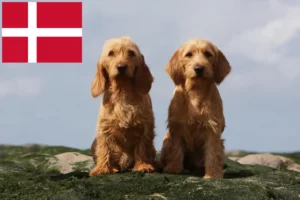 Scopri di più sull'articolo Allevatori e cuccioli di Basset fauve de Bretagne in Danimarca