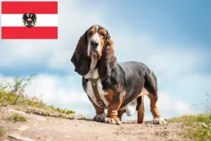Scopri di più sull'articolo Allevatori di Basset Hound e cuccioli in Austria