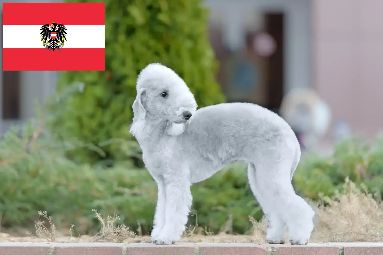 Cuccioli di Bedlington Terrier e allevatori Austria Qui potete trovare gli allevatori di Bedlington Terrier in Austria.