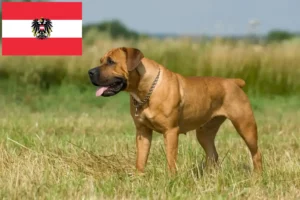 Scopri di più sull'articolo Allevatori di Boerboel e cuccioli in Austria