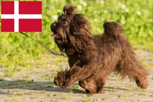 Scopri di più sull'articolo Allevatori di Bolonka Zwetna e cuccioli in Danimarca