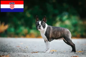 Scopri di più sull'articolo Allevatori di Boston Terrier e cuccioli in Croazia