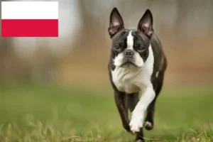 Scopri di più sull'articolo Allevatori di Boston Terrier e cuccioli in Polonia