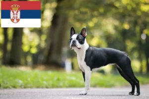 Scopri di più sull'articolo Allevatori di Boston Terrier e cuccioli in Serbia