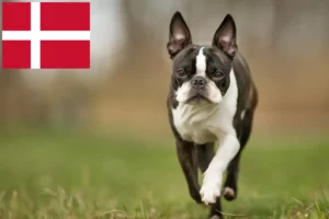 Scopri di più sull'articolo Allevatori di Boston Terrier e cuccioli in Danimarca
