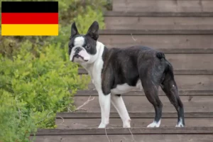 Scopri di più sull'articolo Allevatori di Boston Terrier e cuccioli in Germania