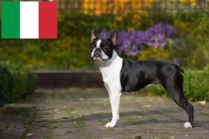 Scopri di più sull'articolo Allevatori di Boston Terrier e cuccioli in Italia
