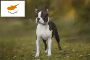 Scopri di più sull'articolo Allevatori di Boston Terrier e cuccioli a Cipro
