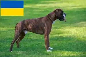 Scopri di più sull'articolo Allevatori di Boxer e cuccioli in Ucraina