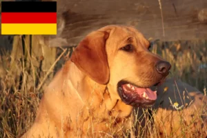 Scopri di più sull'articolo Allevatori di Broholmer e cuccioli in Germania