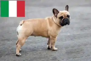 Scopri di più sull'articolo Allevatori di Bulldog Francesi e cuccioli in Italia