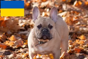 Scopri di più sull'articolo Allevatori di Bulldog Francese e cuccioli in Ucraina