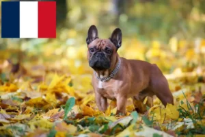 Scopri di più sull'articolo Allevatori e cuccioli di Bulldog Francese in Francia