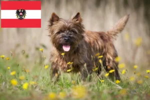 Scopri di più sull'articolo Allevatori di Cairn Terrier e cuccioli in Austria