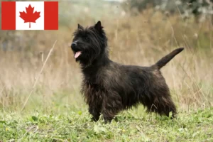 Scopri di più sull'articolo Allevatori e cuccioli di Cairn Terrier in Canada