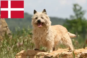 Scopri di più sull'articolo Allevatori di Cairn Terrier e cuccioli in Danimarca