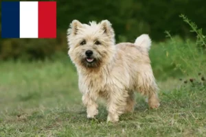 Scopri di più sull'articolo Allevatori di Cairn Terrier e cuccioli in Francia