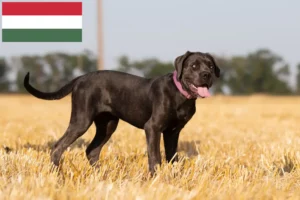 Scopri di più sull'articolo Allevatori e cuccioli di Cane Corso Italiano in Ungheria