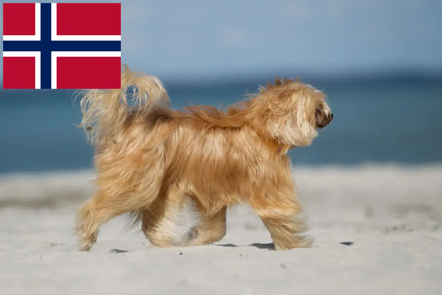Cuccioli di cane crestato cinese e allevatori Norvegia Qui è possibile trovare allevatori di cani Chinese Crested in Norvegia.