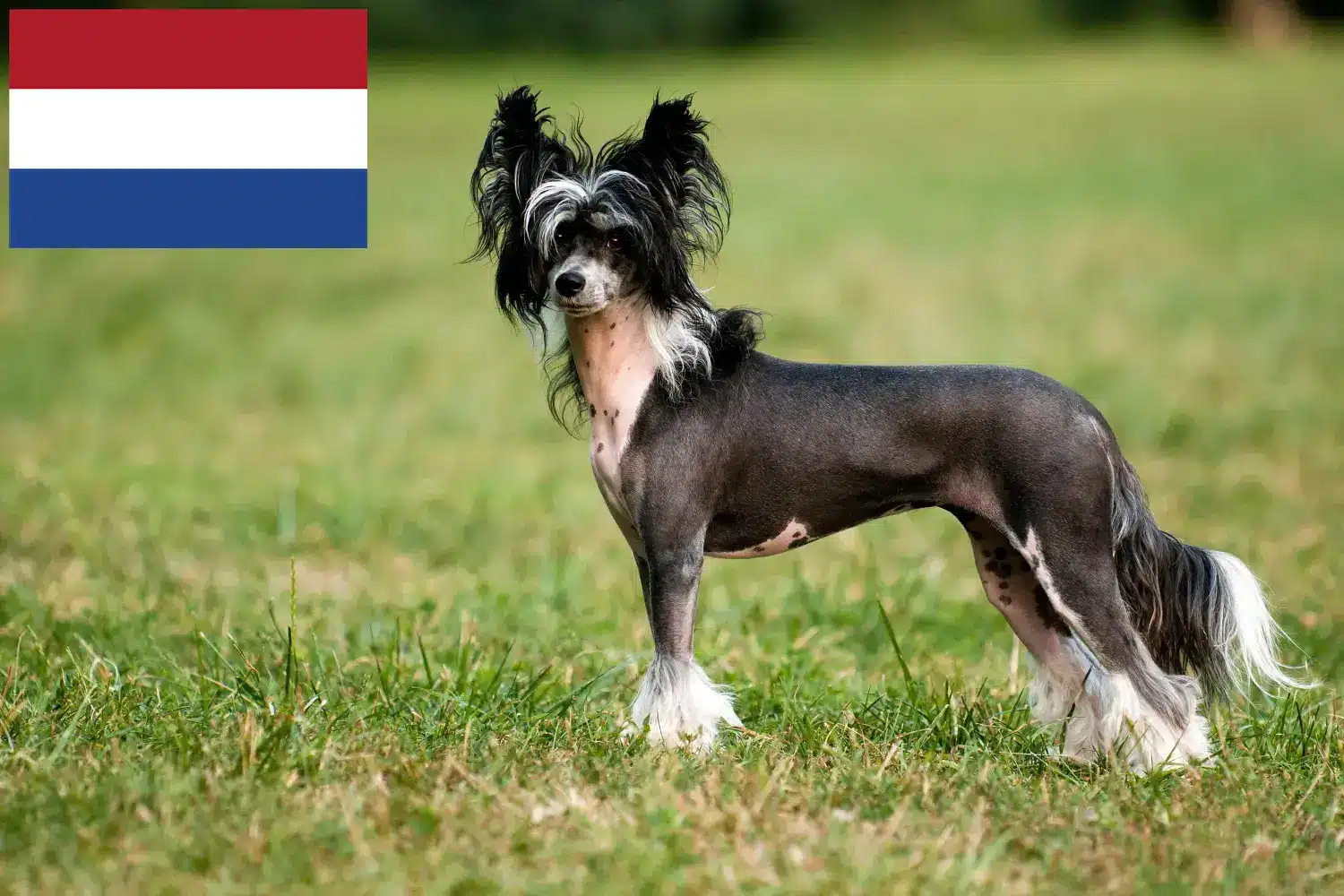 Cuccioli di cane crestato cinese e allevatori Paesi Bassi Trova qui gli allevatori di cani Chinese Crested in Olanda.