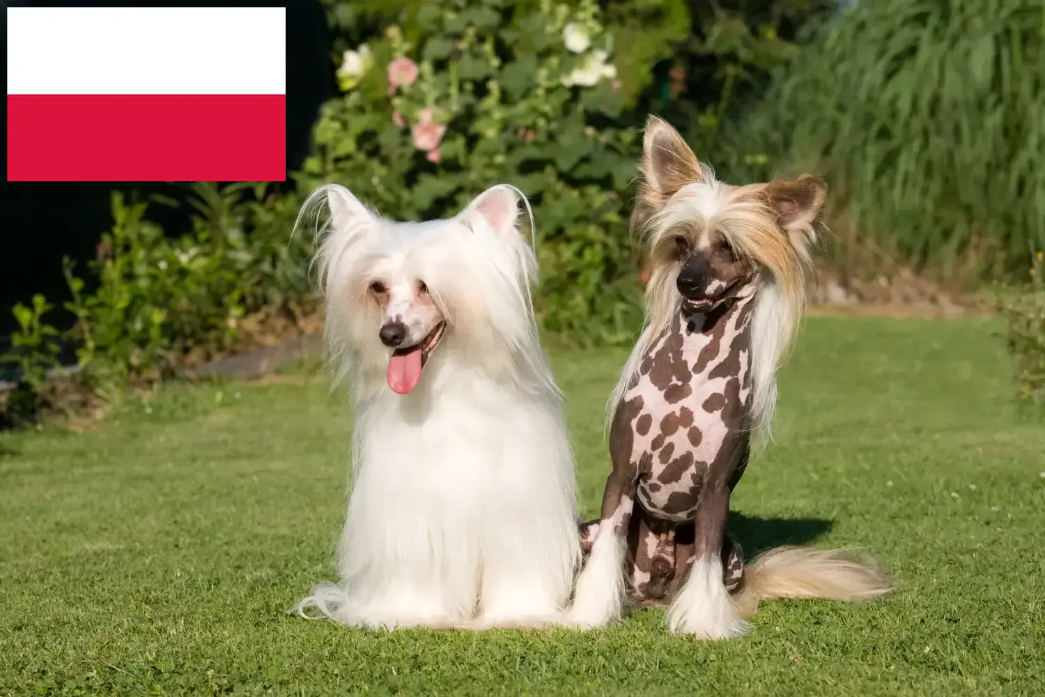 Cuccioli di cane crestato cinese e allevatori Polonia Trova qui gli allevatori di cani Chinese Crested in Polonia.