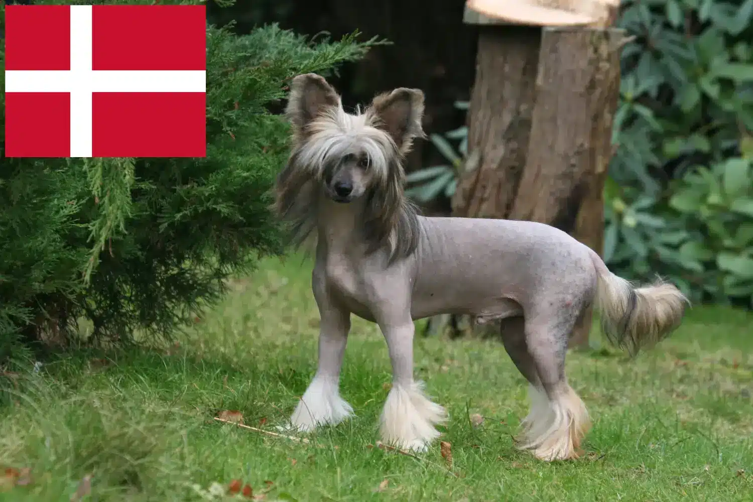 Cuccioli di cane crestato cinese e allevatori Danimarca Trova qui gli allevatori di cani Chinese Crested in Danimarca.