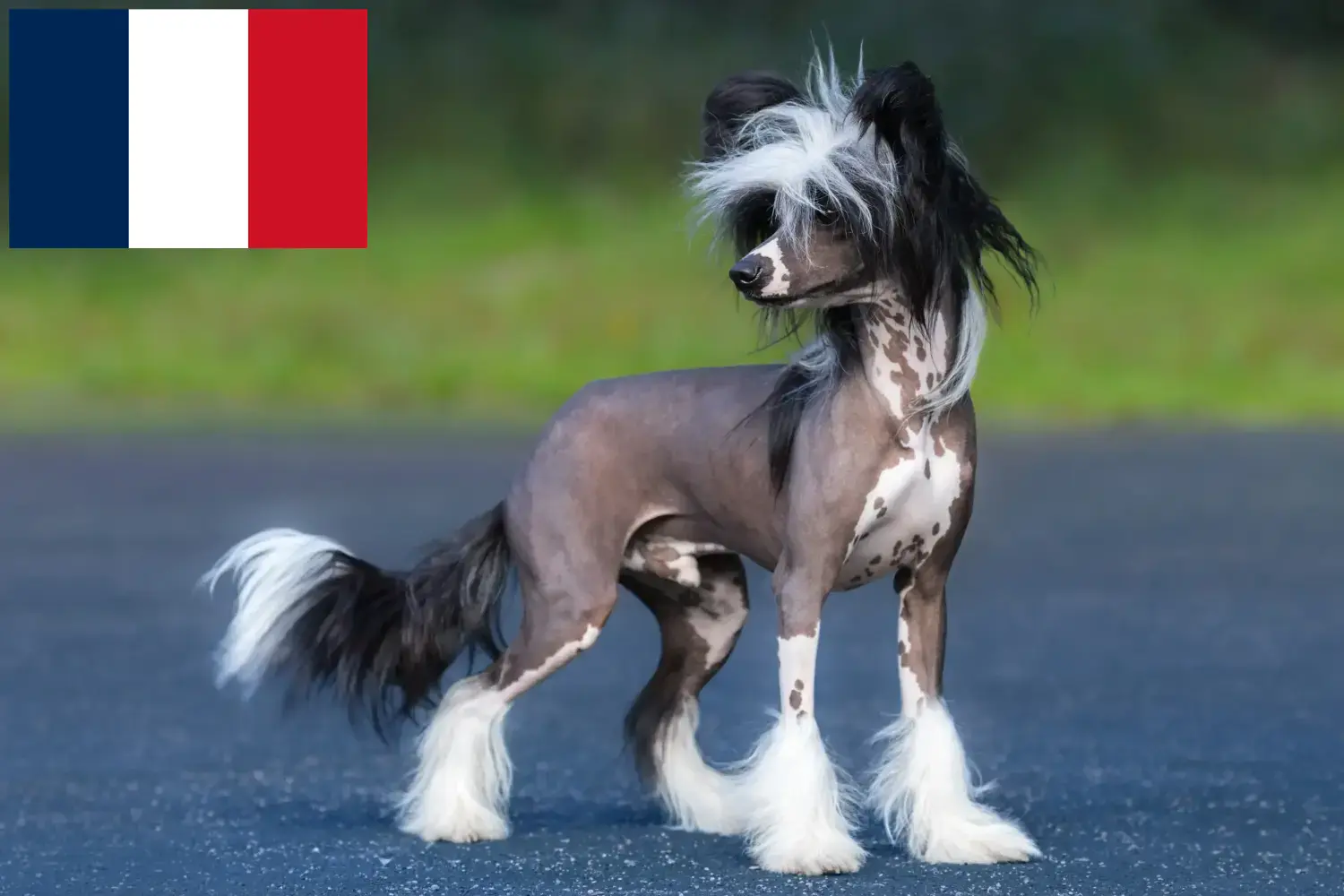 Cuccioli di cane crestato cinese e allevatori Francia Trova qui gli allevatori di cani Chinese Crested in Francia.