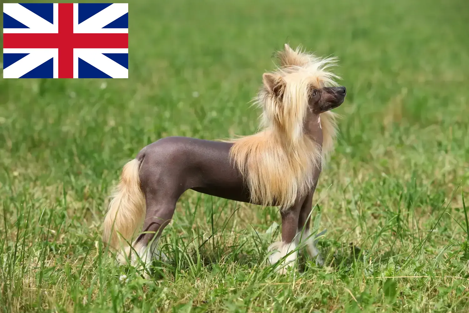 Cuccioli di cani Chinese Crested e allevatori Gran Bretagna Qui potete trovare gli allevatori di cani Chinese Crested in Gran Bretagna.