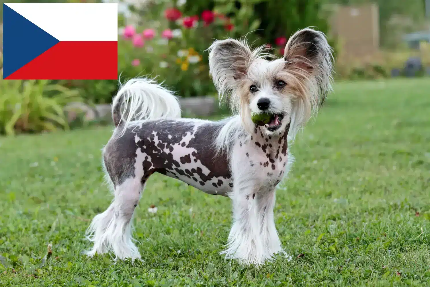 Cuccioli di cane crestato cinese e allevatori Repubblica Ceca Trova gli allevatori di cani Chinese Crested in Repubblica Ceca.