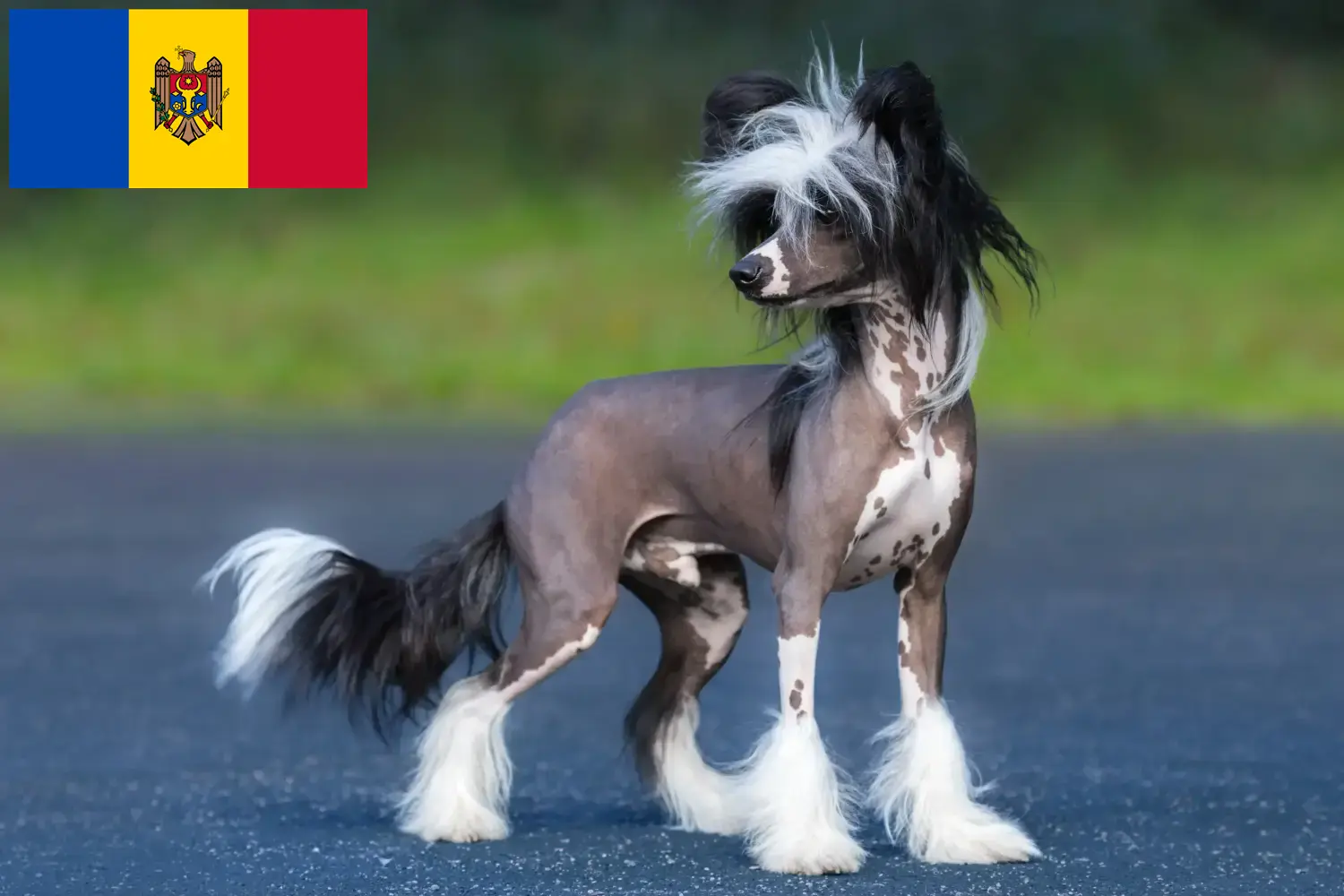 Cuccioli di cane crestato cinese e allevatori Repubblica di Moldova Trova gli allevatori di cani Chinese Crested in Repubblica Moldova.