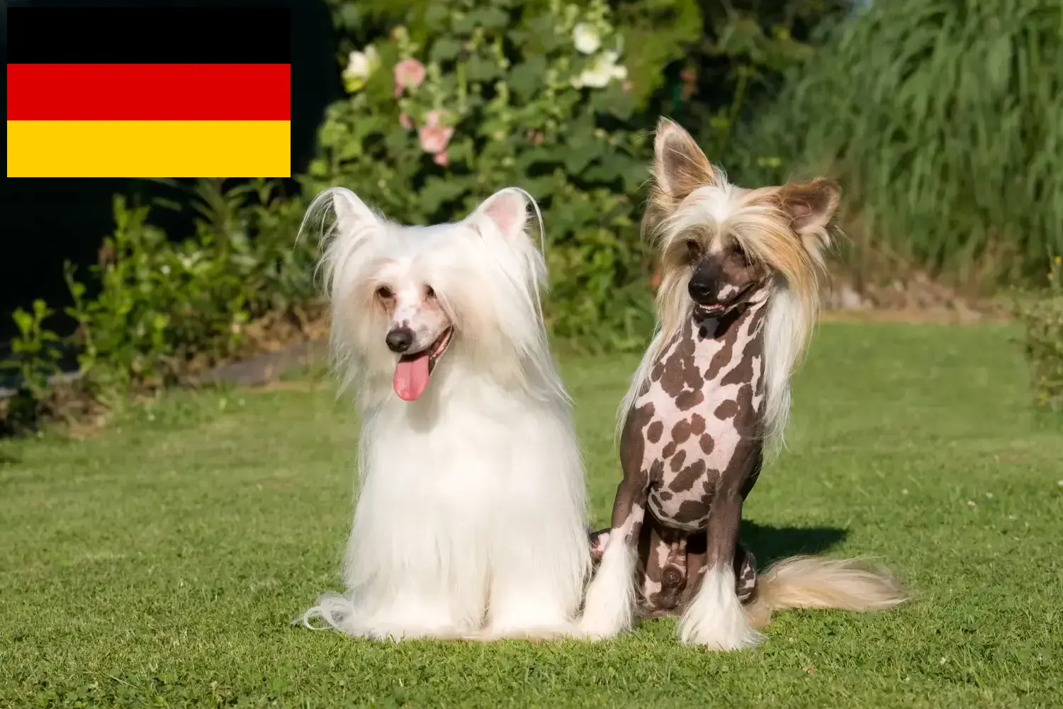 Cuccioli di cane crestato cinese e allevatori Germania Qui potete trovare allevatori di cani Chinese Crested in Germania.