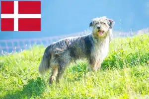 Scopri di più sull'articolo Allevatore di cani da pastore bergamasco e cuccioli in Danimarca