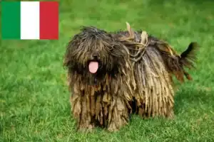 Scopri di più sull'articolo Allevatore di cani da pastore bergamasco e cuccioli in Italia