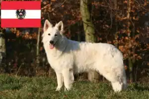 Scopri di più sull'articolo Allevatori di cani da pastore svizzero bianco e cuccioli in Austria