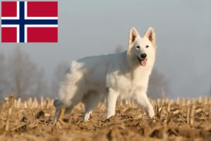 Scopri di più sull'articolo Allevatori e cuccioli di Pastore Svizzero Bianco in Norvegia