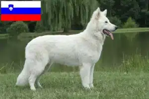 Scopri di più sull'articolo Allevatore di cani da pastore svizzero bianco e cuccioli in Slovenia