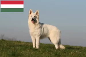 Scopri di più sull'articolo Allevatore di cani da pastore svizzero bianco e cuccioli in Ungheria