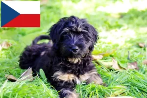 Scopri di più sull'articolo Allevatori di Cão da Serra de Aires e cuccioli in Repubblica Ceca
