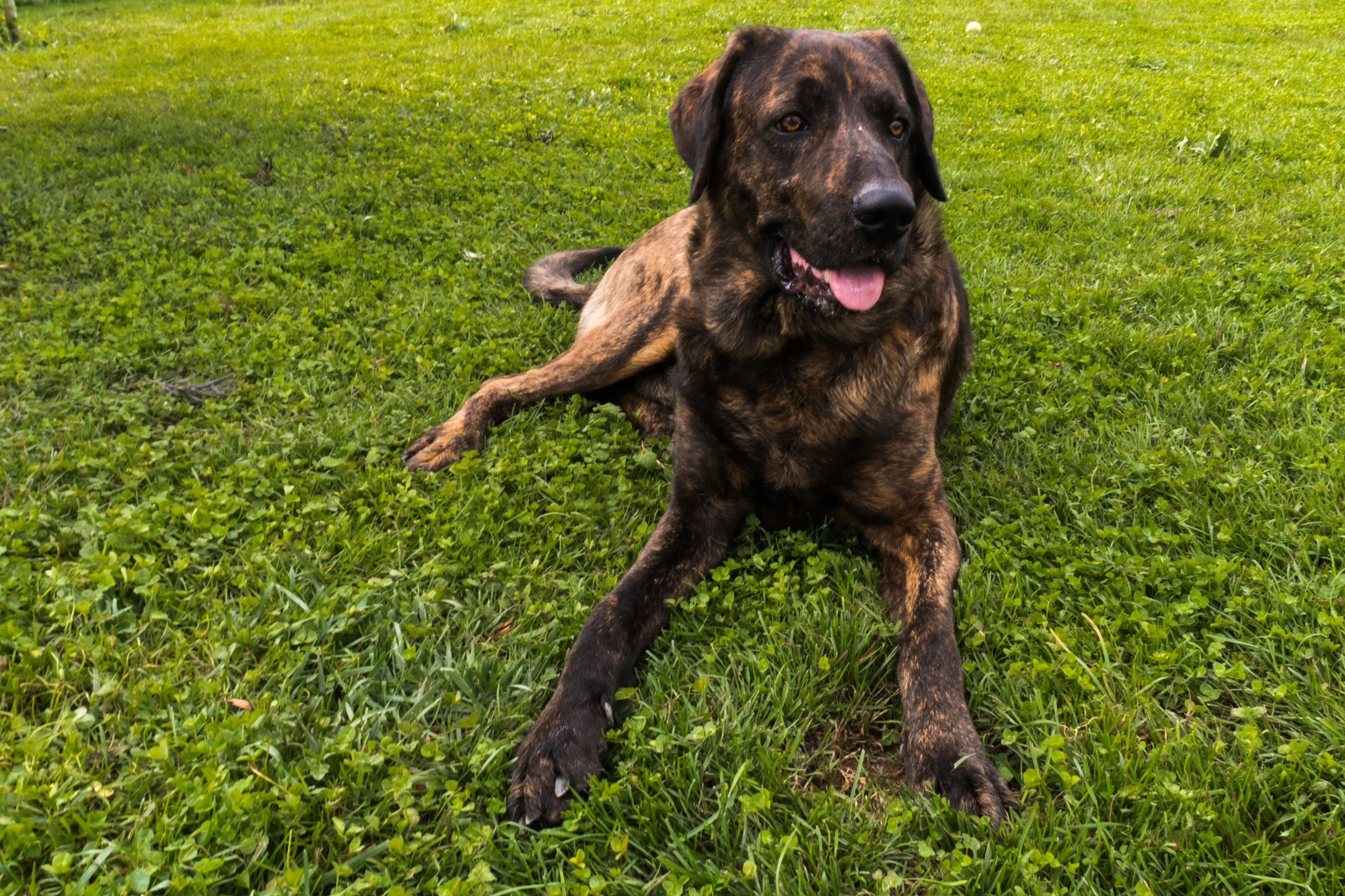 Cuccioli e allevatori di Chien de Castro Laboreiro Trova gli allevatori di Chien de Castro Laboreiros più vicini a te.
