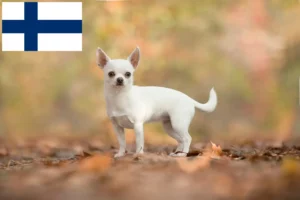 Scopri di più sull'articolo Allevatori di Chihuahua e cuccioli in Finlandia