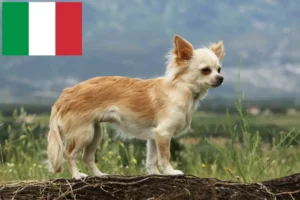 Scopri di più sull'articolo Allevatori di Chihuahua e cuccioli in Italia