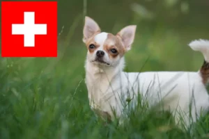 Scopri di più sull'articolo Allevatori e cuccioli di Chihuahua in Svizzera