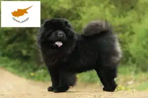 Scopri di più sull'articolo Allevatori di Chow Chow e cuccioli a Cipro
