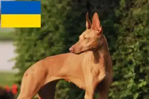 Scopri di più sull'articolo Allevatori e cuccioli di Cirneco dell’ Etna in Ucraina