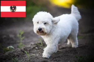 Scopri di più sull'articolo Allevatori di Coton de Tuléar e cuccioli in Austria
