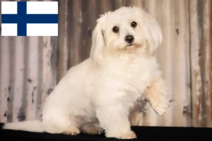 Scopri di più sull'articolo Allevatori e cuccioli di Coton de Tuléar in Finlandia